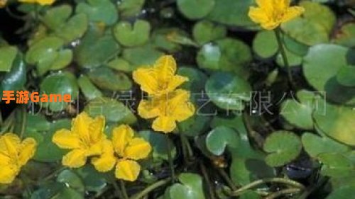 由于荇菜的花朵是黄色的